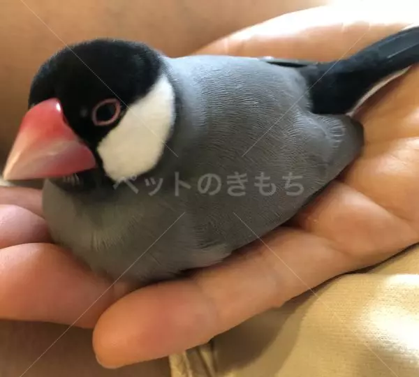 迷子鳥の画像
