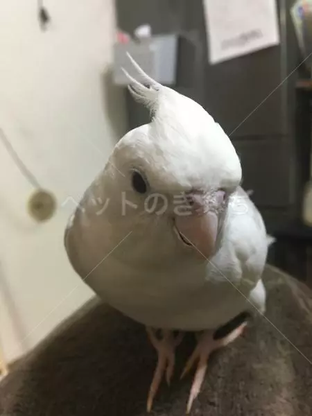 迷子鳥の画像
