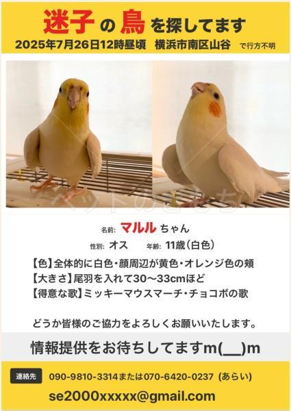 迷子鳥の画像