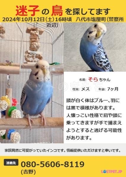 迷子鳥の画像