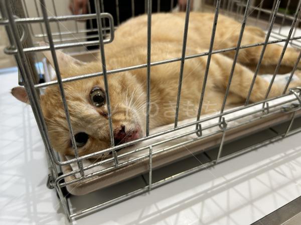 保護猫の画像