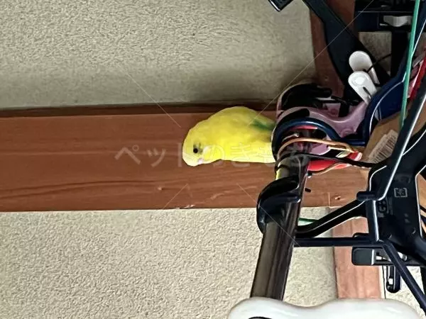 コメントの画像