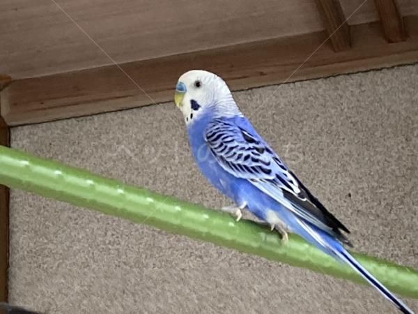 迷子鳥の画像