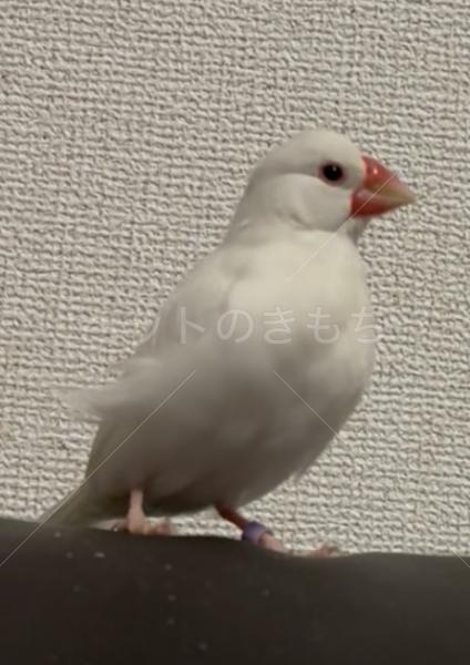 迷子鳥の画像