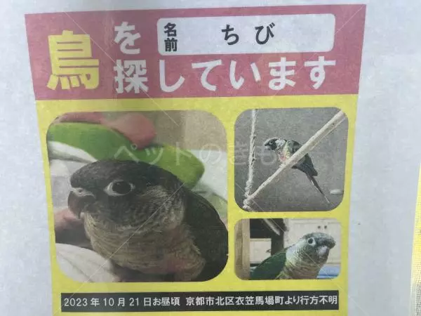 迷子鳥の画像