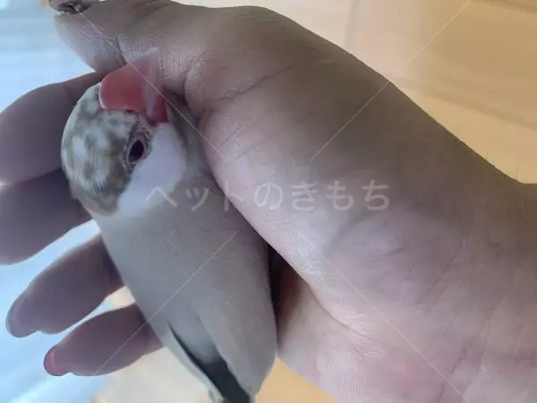 迷子鳥の画像