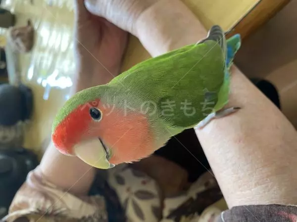 迷子鳥の画像