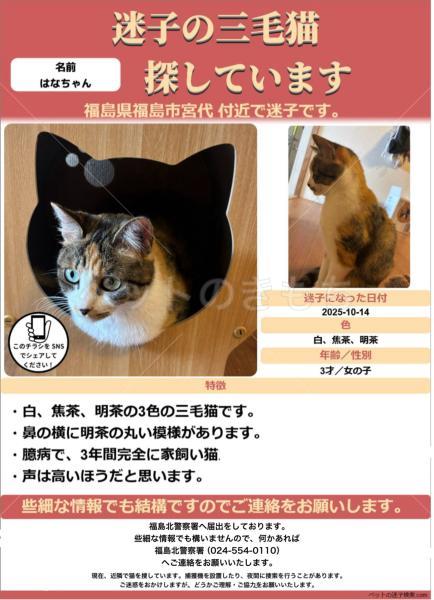 迷子猫の画像
