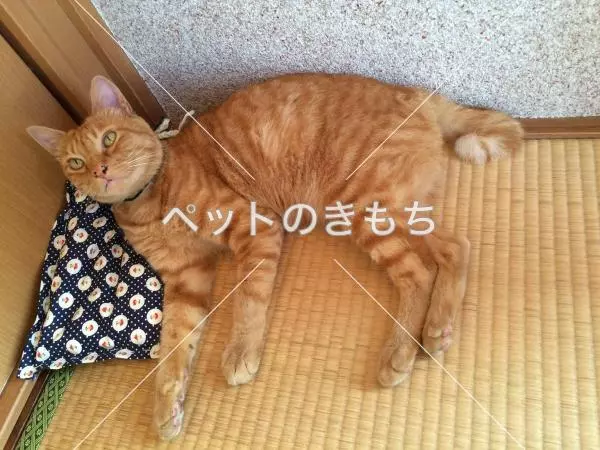 迷子猫の画像