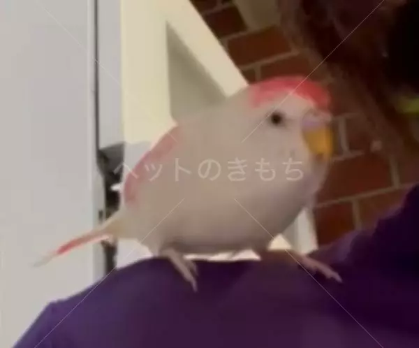 迷子鳥の画像