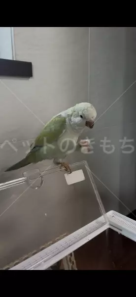 迷子鳥の画像