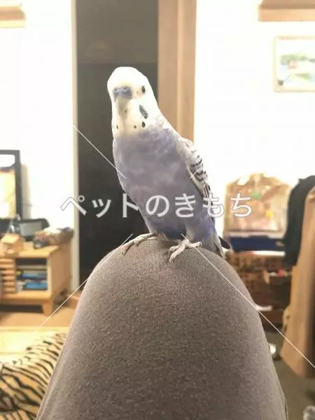 迷子鳥の画像