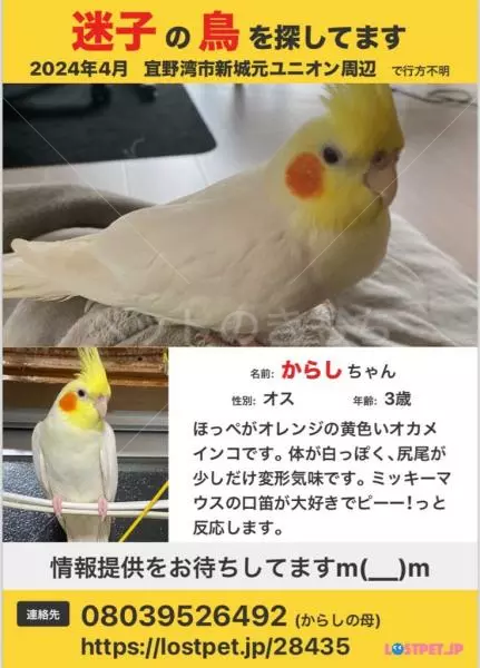 迷子鳥の画像