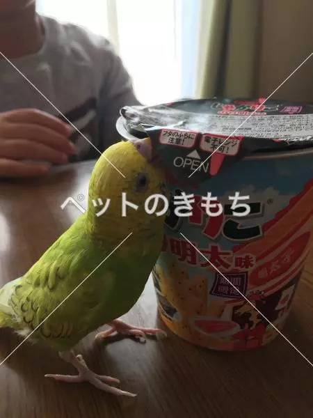 迷子鳥の画像