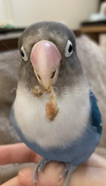 迷子鳥の画像