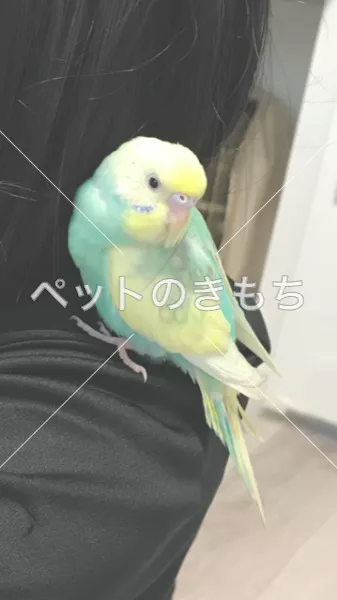 迷子鳥の画像