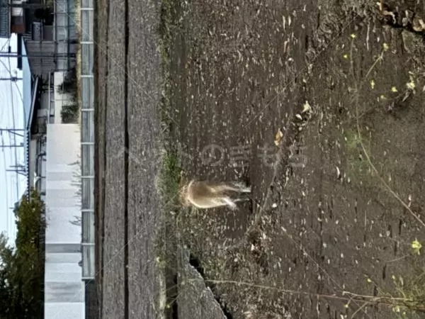 コメントの画像