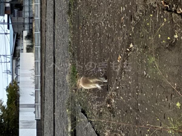 コメントの画像