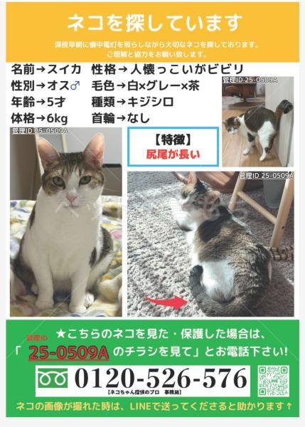 迷子猫の画像