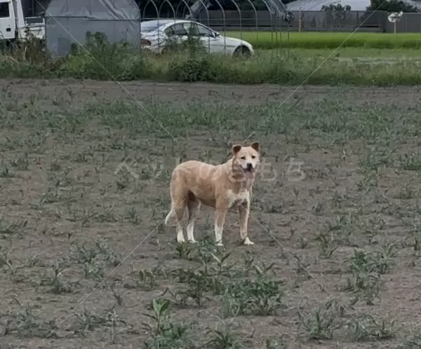 コメントの画像