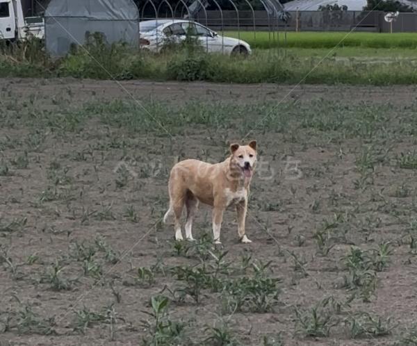 コメントの画像