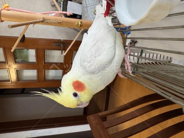 迷子鳥の画像