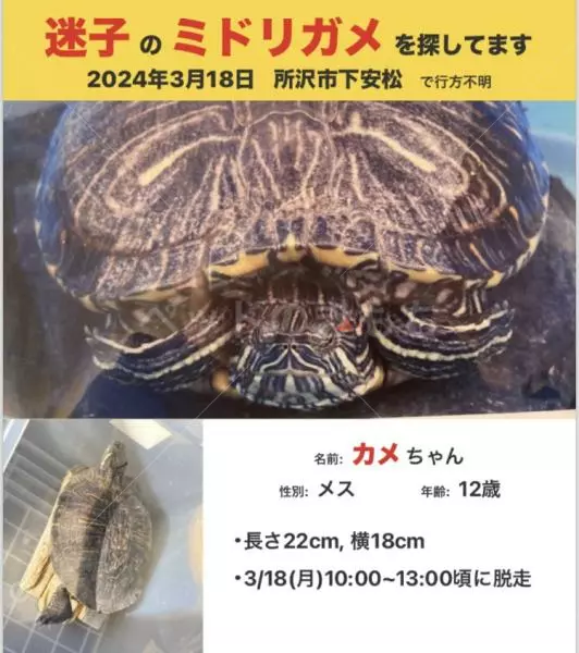 迷子ペットの画像