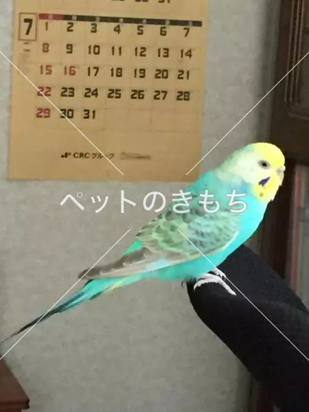 保護鳥の画像