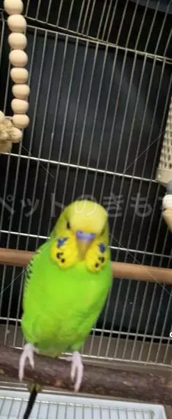 コメントの画像