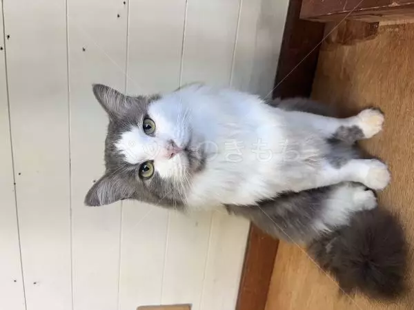 迷子猫の画像