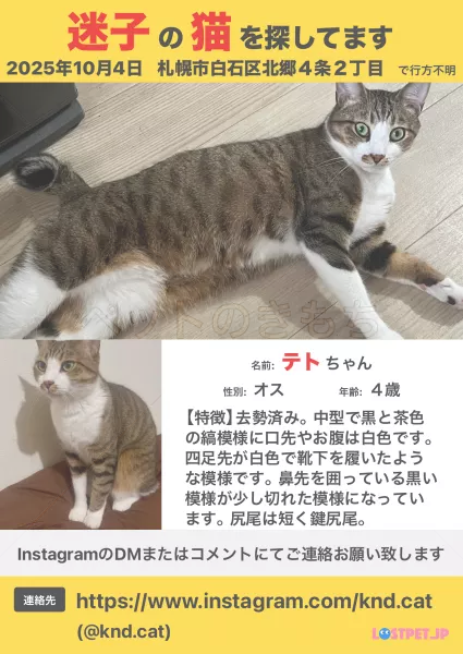 迷子猫の画像