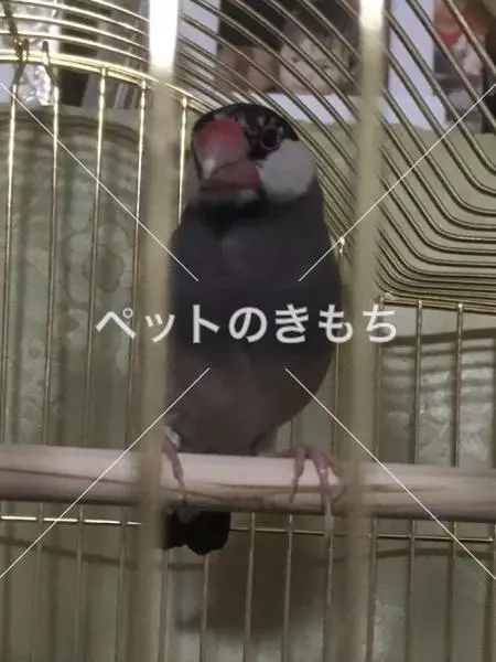 保護鳥の画像