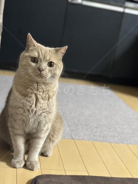 迷子猫の画像