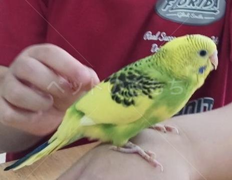 迷子鳥の画像