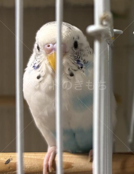 迷子鳥の画像