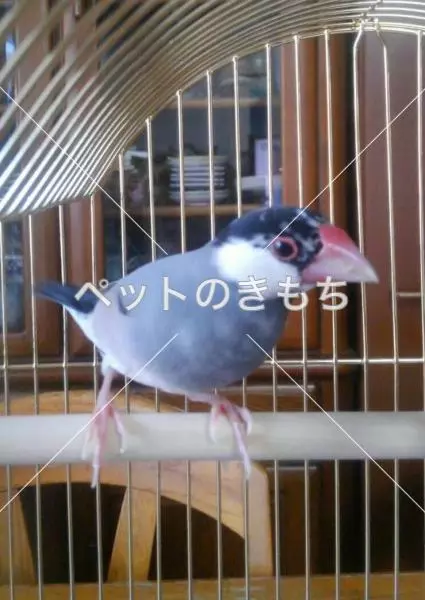 コメント投稿の画像