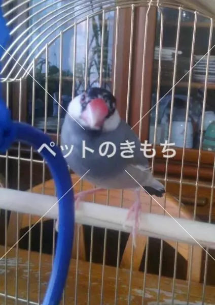 コメント投稿の画像