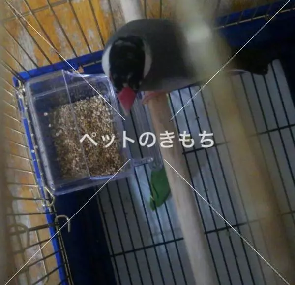 コメント投稿の画像