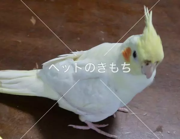 迷子鳥の画像