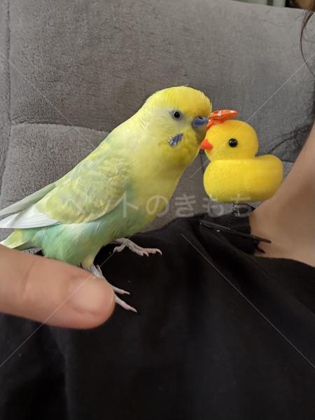 迷子鳥の画像