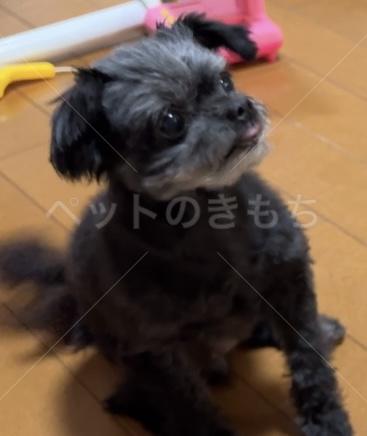 迷子犬の画像