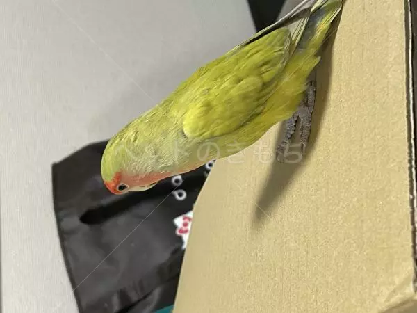 コメントの画像