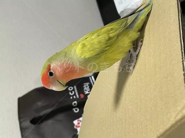 コメントの画像