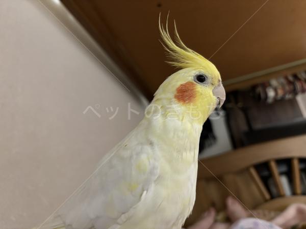 迷子鳥の画像