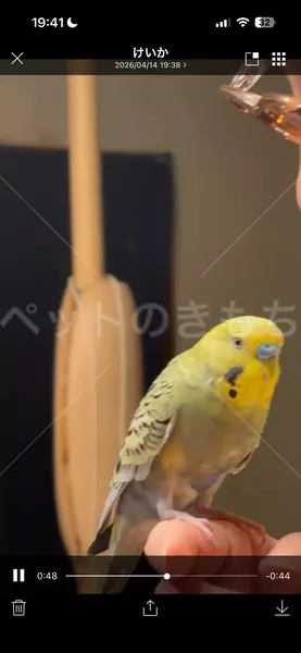 迷子鳥の画像