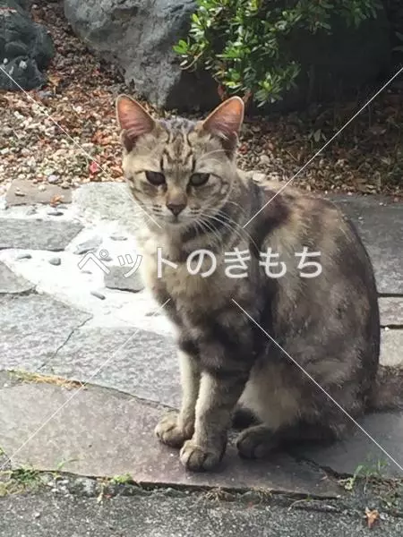 コメント投稿の画像