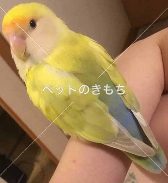 迷子鳥の画像