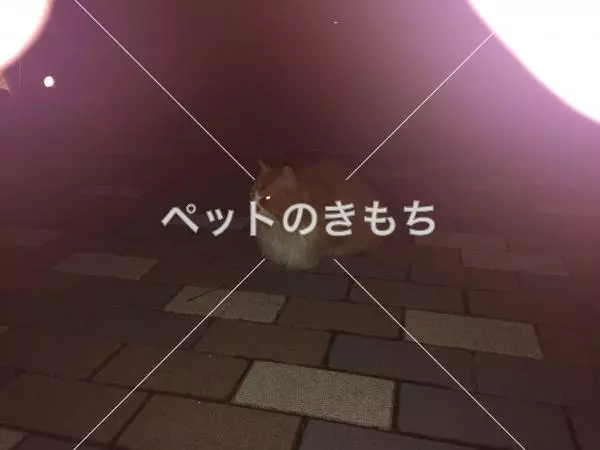 コメント投稿の画像