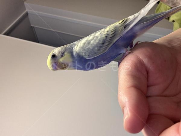 迷子鳥の画像