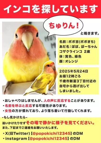 迷子鳥の画像